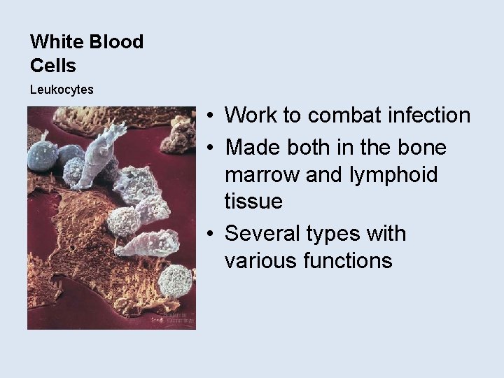 White Blood Cells Leukocytes • Work to combat infection • Made both in the