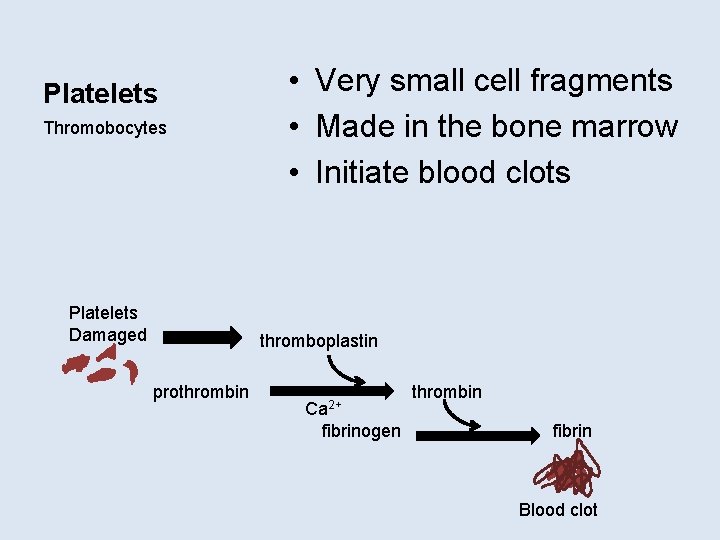 Platelets Thromobocytes Platelets Damaged • Very small cell fragments • Made in the bone