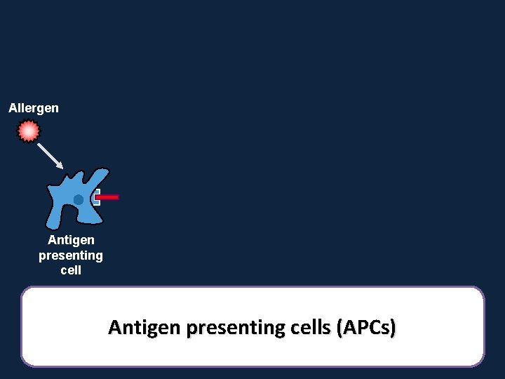 Allergen Antigen presenting cells (APCs) 