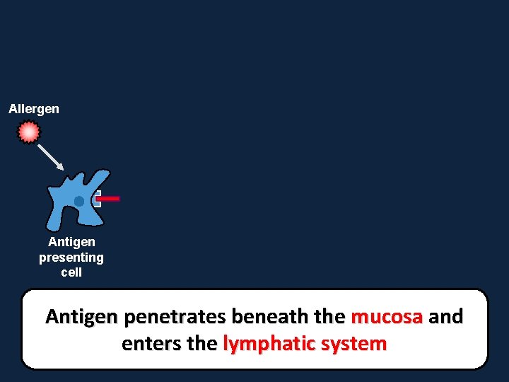 Allergen Antigen presenting cell Antigen penetrates beneath the mucosa and enters the lymphatic system