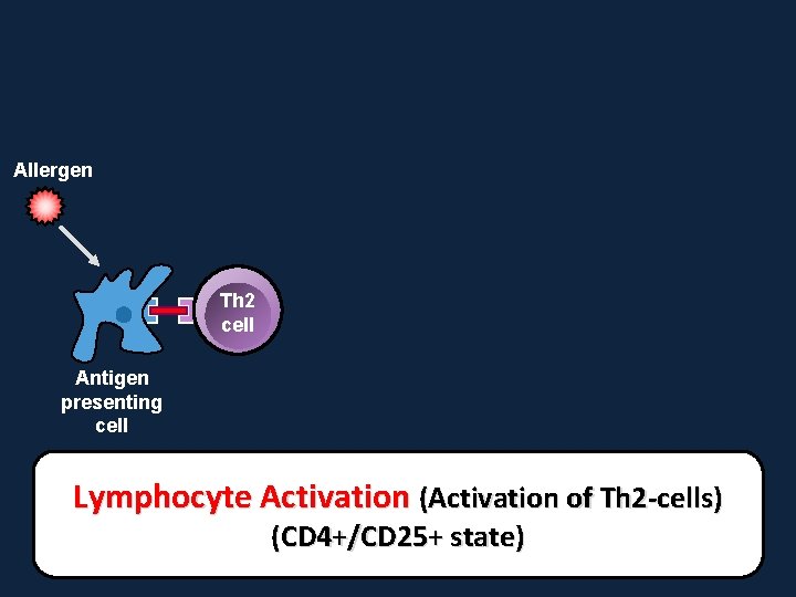 Allergen Th 2 cell Antigen presenting cell Lymphocyte Activation (Activation of Th 2 -cells)