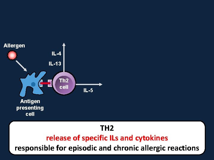 Allergen IL-4 IL-13 Th 2 cell IL-5 Antigen presenting cell TH 2 release of