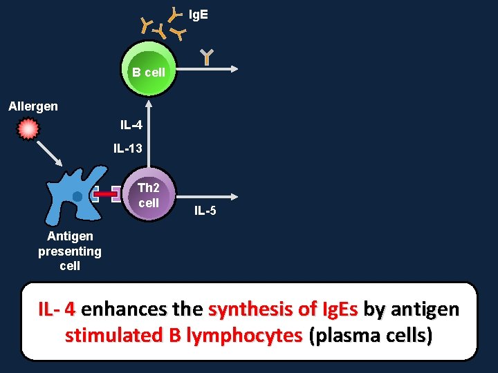 Ig. E B cell Allergen IL-4 IL-13 Th 2 cell IL-5 Antigen presenting cell