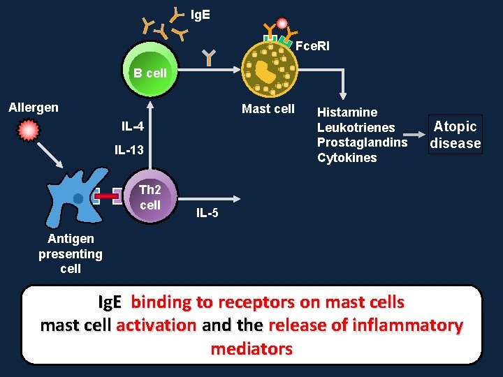 Ig. E Fce. RI B cell Allergen Mast cell IL-4 IL-13 Th 2 cell