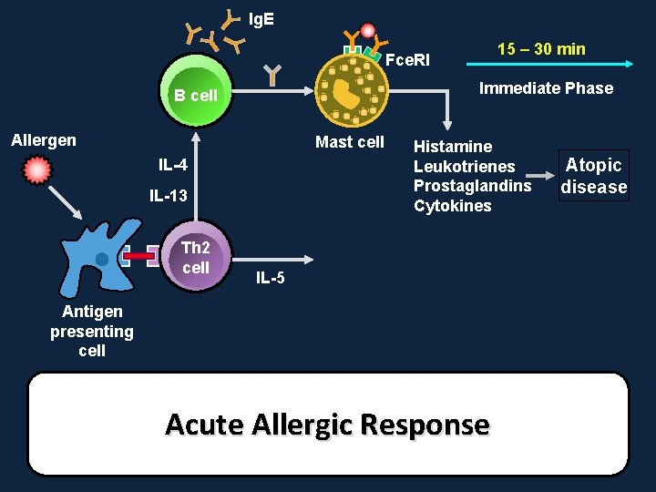 Ig. E 15 – 30 min Fce. RI Immediate Phase B cell Allergen Mast