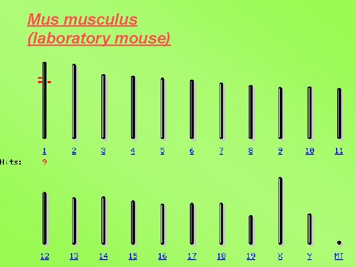 Mus musculus (laboratory mouse) 