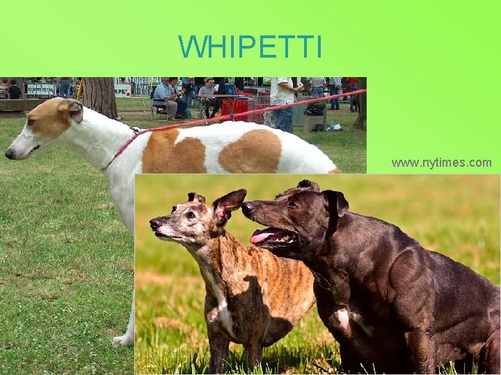 WHIPETTI www. nytimes. com 