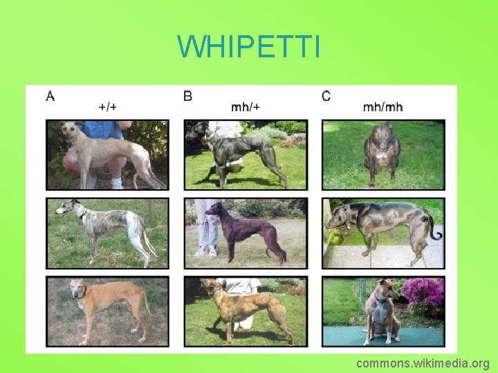 WHIPETTI commons. wikimedia. org 