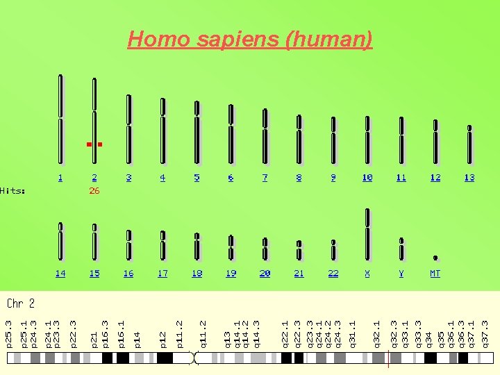 Homo sapiens (human) 