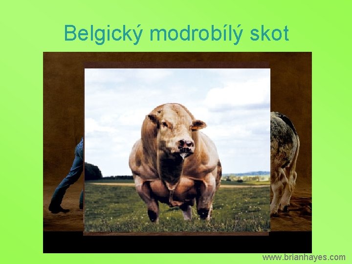 Belgický modrobílý skot www. brianhayes. com 