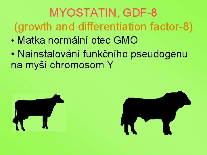 MYOSTATIN, GDF-8 (growth and differentiation factor-8) • Matka normální otec GMO • Nainstalování funkčního