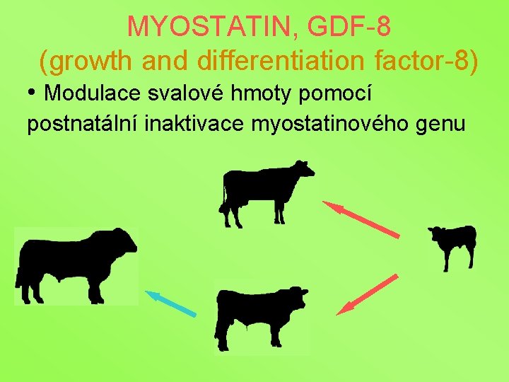 MYOSTATIN, GDF-8 (growth and differentiation factor-8) • Modulace svalové hmoty pomocí postnatální inaktivace myostatinového