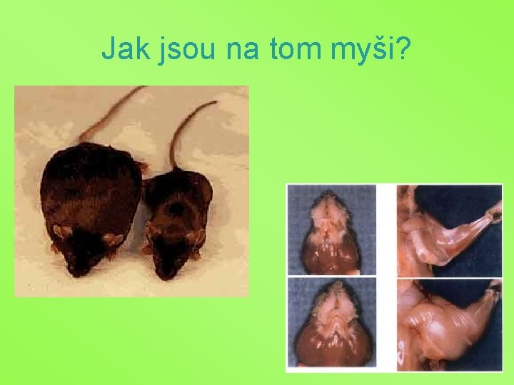 Jak jsou na tom myši? 