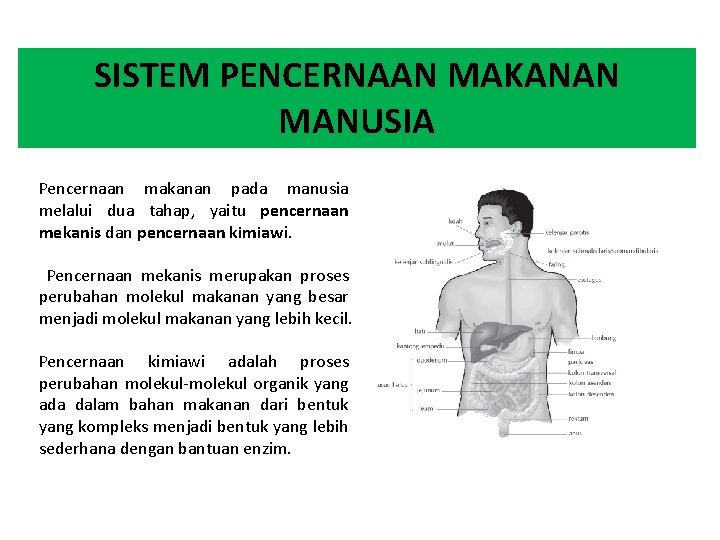 SISTEM PENCERNAAN MAKANAN MANUSIA Pencernaan makanan pada manusia melalui dua tahap, yaitu pencernaan mekanis
