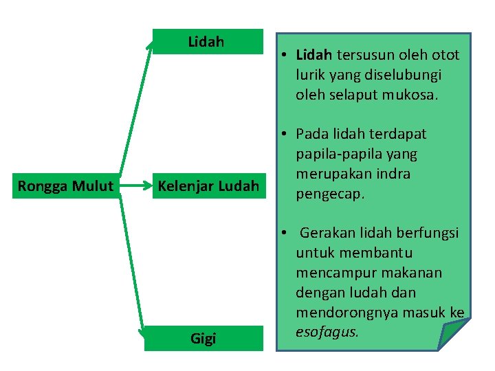 Lidah Rongga Mulut Kelenjar Ludah Gigi • Lidah tersusun oleh otot lurik yang diselubungi