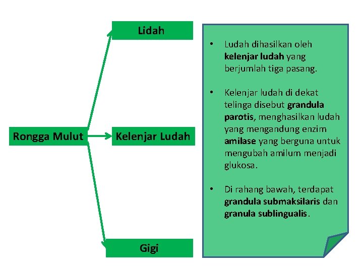 Lidah Rongga Mulut • Ludah dihasilkan oleh kelenjar ludah yang berjumlah tiga pasang. •