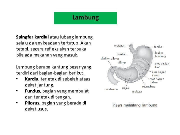 Lambung Spingfer kardial atau lubang lambung selalu dalam keadaan tertutup. Akan tetapi, secara refleks