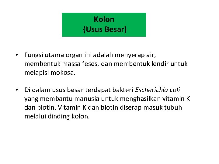 Kolon (Usus Besar) • Fungsi utama organ ini adalah menyerap air, membentuk massa feses,