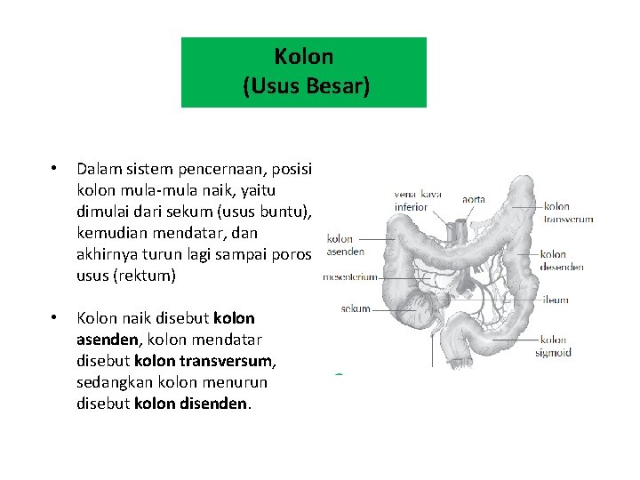 Kolon (Usus Besar) • Dalam sistem pencernaan, posisi kolon mula-mula naik, yaitu dimulai dari