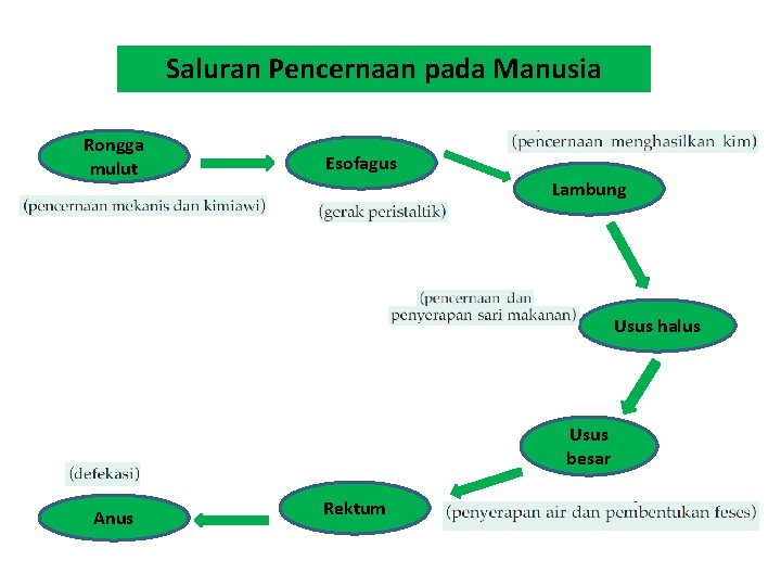 Saluran Pencernaan pada Manusia Rongga mulut Esofagus Lambung Usus halus Usus besar Anus Rektum