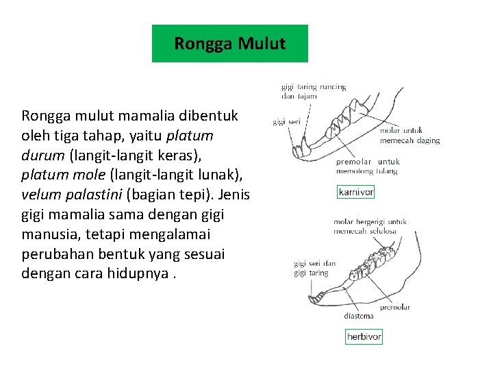 Rongga Mulut Rongga mulut mamalia dibentuk oleh tiga tahap, yaitu platum durum (langit-langit keras),