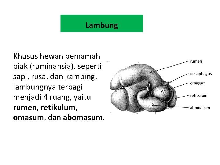 Lambung Khusus hewan pemamah biak (ruminansia), seperti sapi, rusa, dan kambing, lambungnya terbagi menjadi