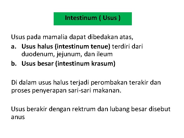 Intestinum ( Usus ) Usus pada mamalia dapat dibedakan atas, a. Usus halus (intestinum