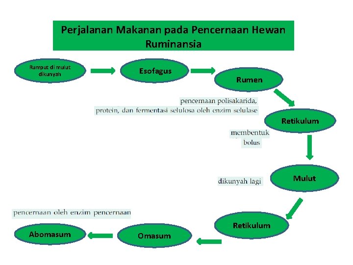 Perjalanan Makanan pada Pencernaan Hewan Ruminansia Rumput di mulut dikunyah Esofagus Rumen Retikulum Mulut