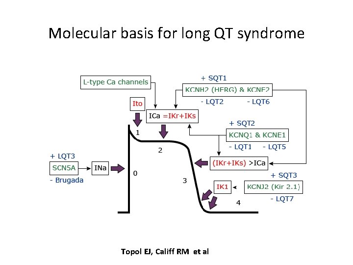 Molecular basis for long QT syndrome Topol EJ, Califf RM et al 