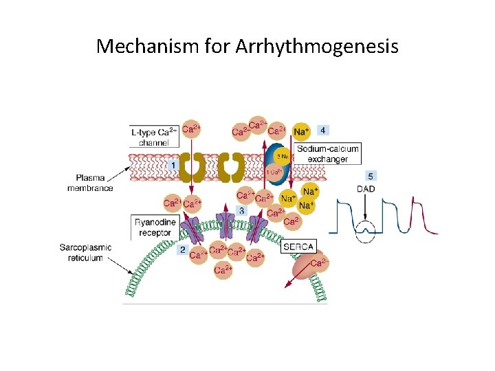 Mechanism for Arrhythmogenesis 