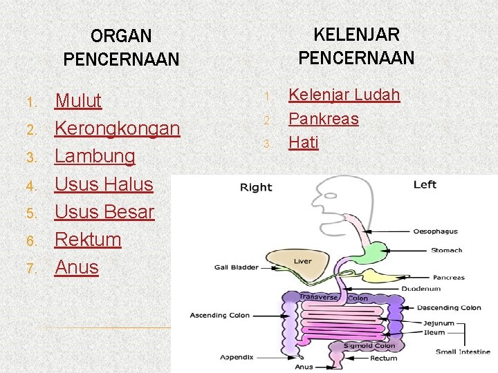 KELENJAR PENCERNAAN ORGAN PENCERNAAN 1. 2. 3. 4. 5. 6. 7. Mulut Kerongkongan Lambung