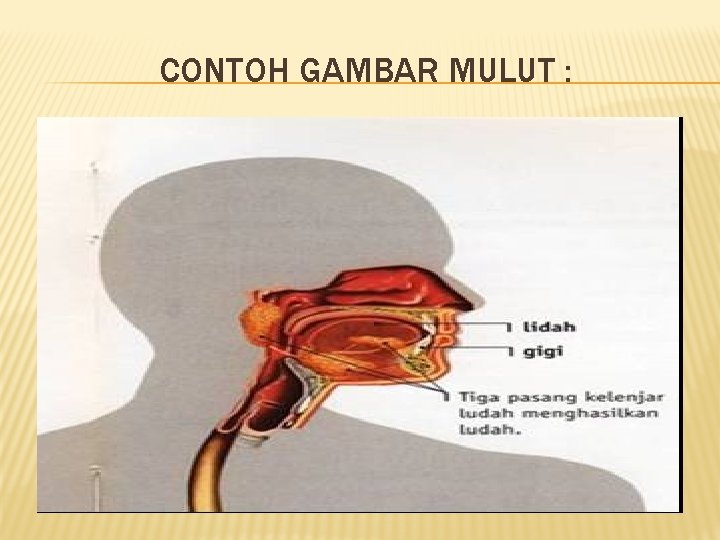 CONTOH GAMBAR MULUT : 