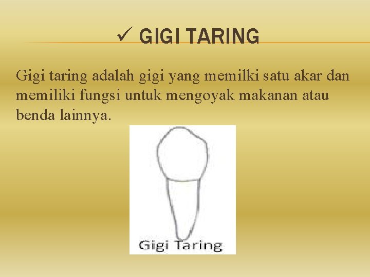 ü GIGI TARING Gigi taring adalah gigi yang memilki satu akar dan memiliki fungsi