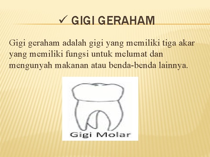 ü GIGI GERAHAM Gigi geraham adalah gigi yang memiliki tiga akar yang memiliki fungsi