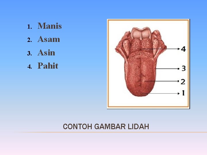 1. 2. 3. 4. Manis Asam Asin Pahit CONTOH GAMBAR LIDAH 