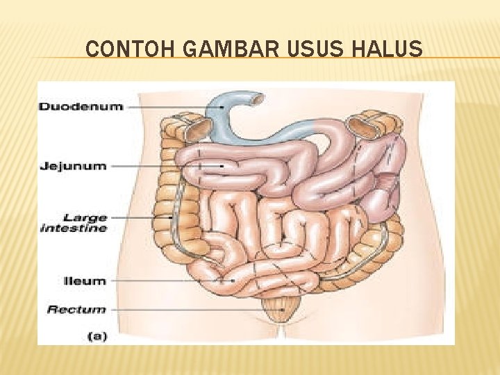 CONTOH GAMBAR USUS HALUS 