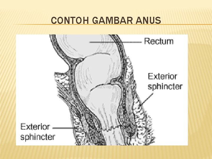 CONTOH GAMBAR ANUS 