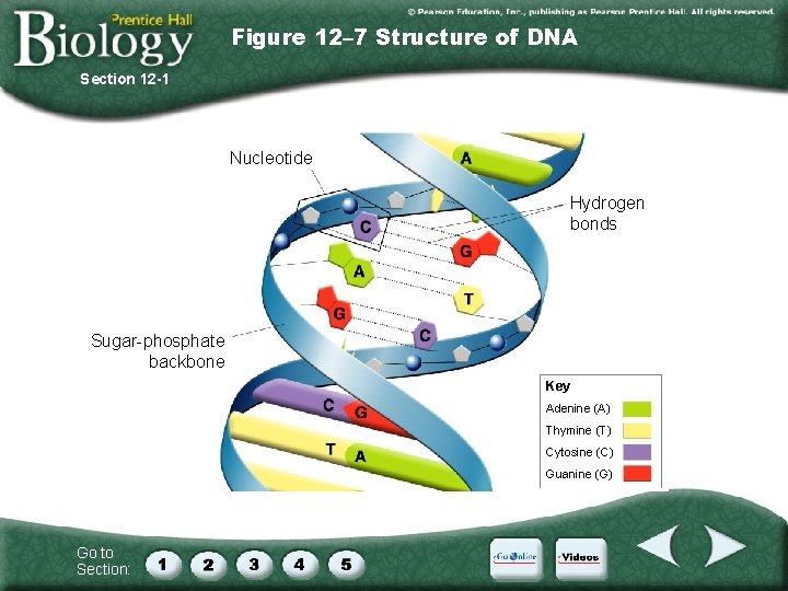 Figure 12– 7 Structure of DNA Section 12 -1 Nucleotide Hydrogen bonds Sugar-phosphate backbone