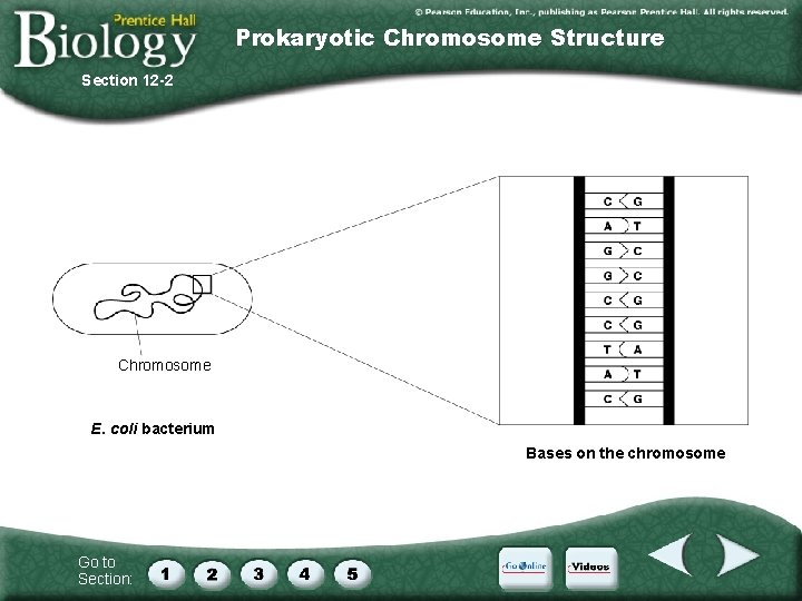 Prokaryotic Chromosome Structure Section 12 -2 Chromosome E. coli bacterium Bases on the chromosome