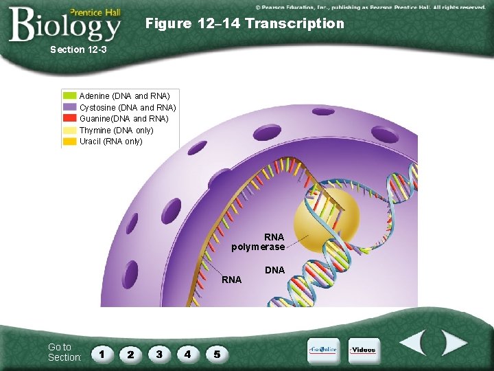 Figure 12– 14 Transcription Section 12 -3 Adenine (DNA and RNA) Cystosine (DNA and