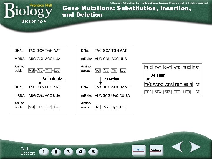 Gene Mutations: Substitution, Insertion, and Deletion Section 12 -4 Substitution Go to Section: Insertion