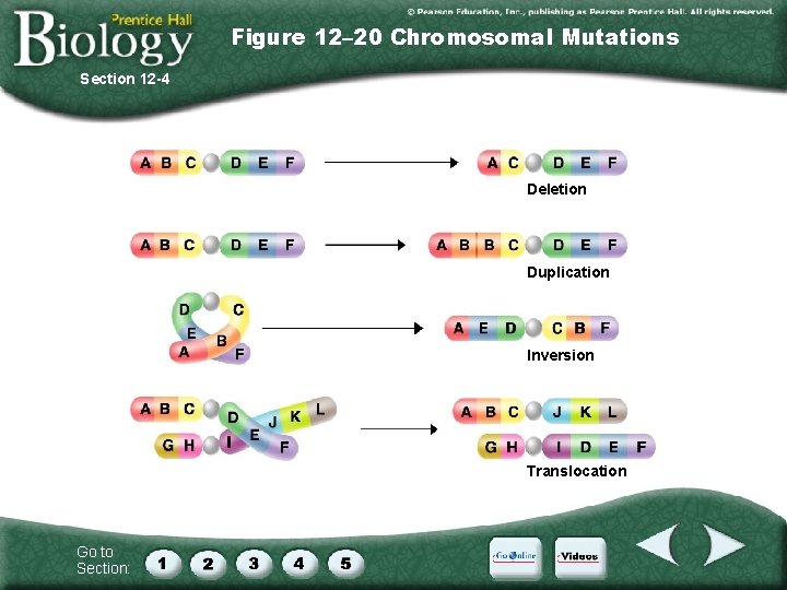 Figure 12– 20 Chromosomal Mutations Section 12 -4 Deletion Duplication Inversion Translocation Go to