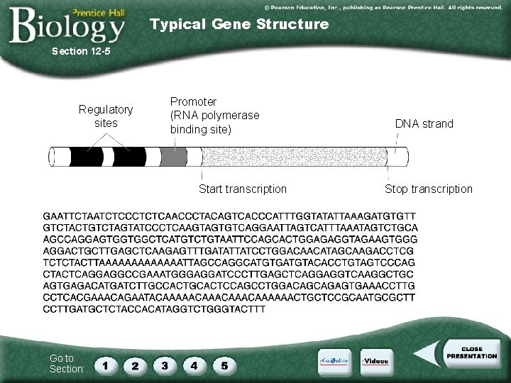 Typical Gene Structure Section 12 -5 Regulatory sites Promoter (RNA polymerase binding site) Start