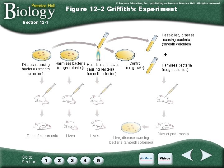 Figure 12– 2 Griffith’s Experiment Section 12 -1 Heat-killed, disease -causing bacteria (smooth colonies)