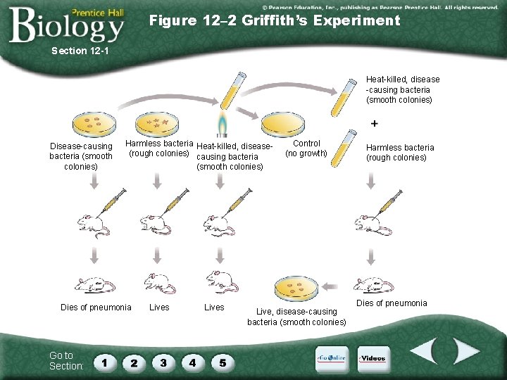 Figure 12– 2 Griffith’s Experiment Section 12 -1 Heat-killed, disease -causing bacteria (smooth colonies)