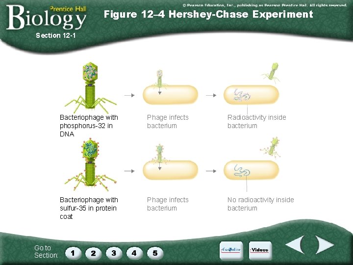 Figure 12– 4 Hershey-Chase Experiment Section 12 -1 Go to Section: Bacteriophage with phosphorus-32