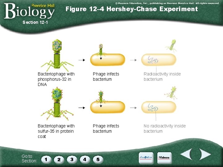 Figure 12– 4 Hershey-Chase Experiment Section 12 -1 Go to Section: Bacteriophage with phosphorus-32