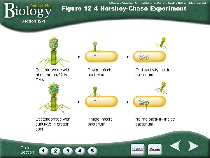 Figure 12– 4 Hershey-Chase Experiment Section 12 -1 Go to Section: Bacteriophage with phosphorus-32