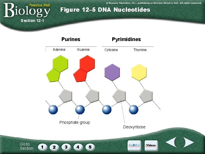 Figure 12– 5 DNA Nucleotides Section 12 -1 Purines Adenine Guanine Pyrimidines Cytosine Thymine