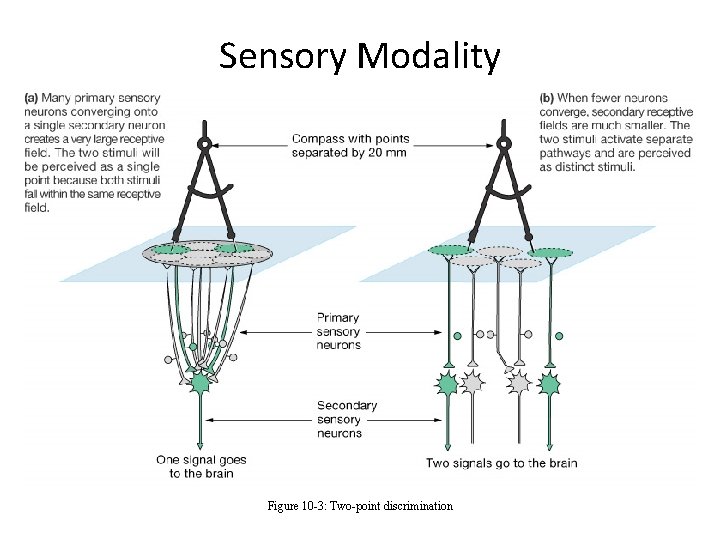 Sensory Modality Figure 10 -3: Two-point discrimination 